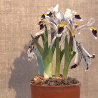 Iris nicolaiの花。白い花びらに紫色と黄色の模様が入るアヤメ科植物