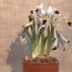 Iris nicolaiの花。白い花びらに紫色と黄色の模様が入るアヤメ科植物