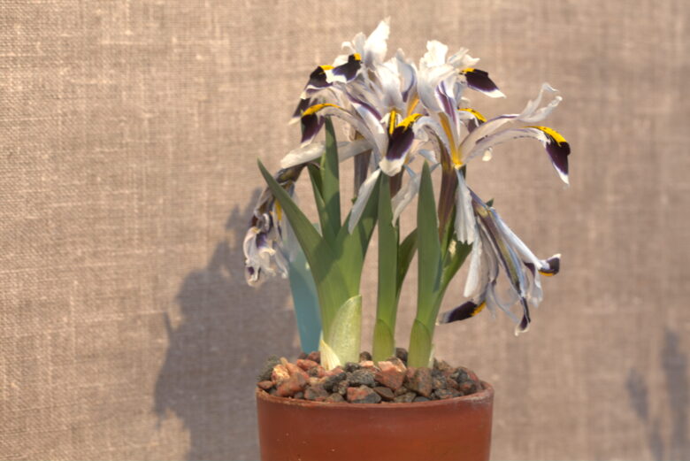 Iris nicolaiの花。白い花びらに紫色と黄色の模様が入るアヤメ科植物
